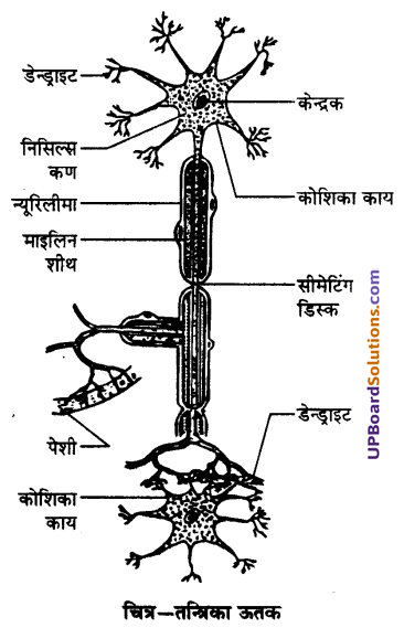 UP Board Solutions for Class 9 Science Chapter 6 Tissues image -21