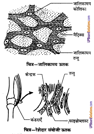 UP Board Solutions for Class 9 Science Chapter 6 Tissues image -22