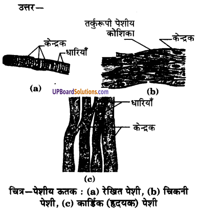UP Board Solutions for Class 9 Science Chapter 6 Tissues image -3