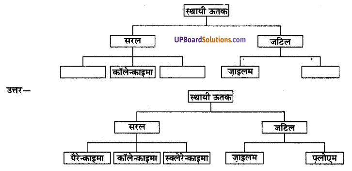 UP Board Solutions for Class 9 Science Chapter 6 Tissues image -6