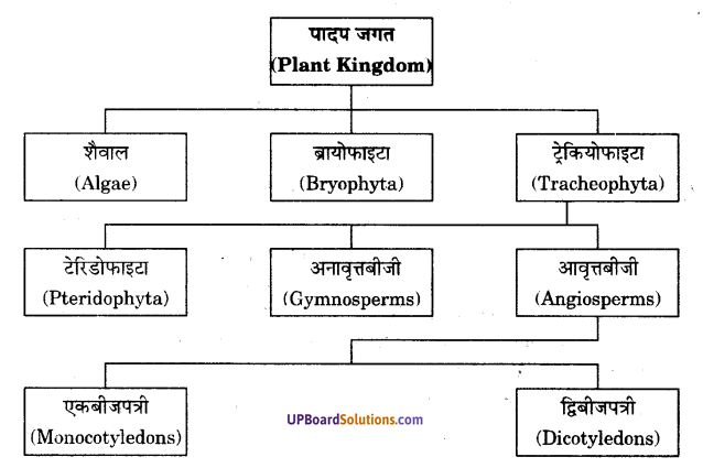 UP Board Solutions for Class 9 Science Chapter 7 Diversity in Living Organisms image - 8